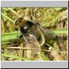 Merodon equestris - Narzissenschwebfliege 10.jpg